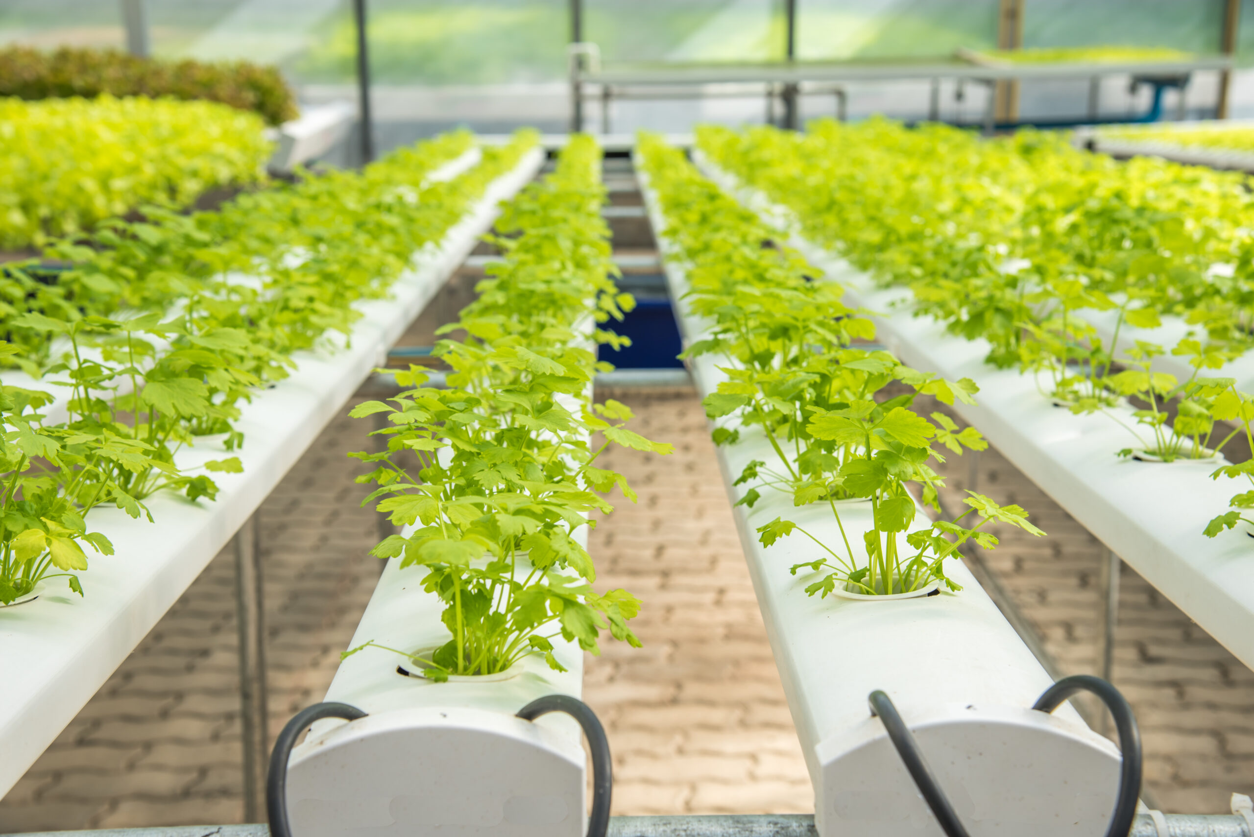 Growing without soil – An overview of hydroponics