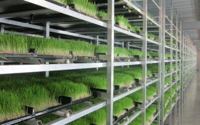 Producing fodder crops using hydroponics