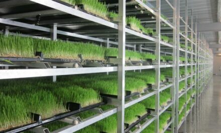 Producing fodder crops using hydroponics