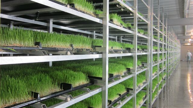 Producing fodder crops using hydroponics