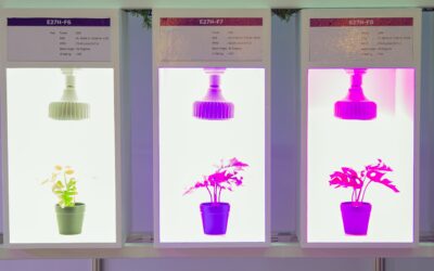 The influence of different light wavelengths on plant growth