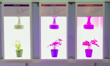The influence of different light wavelengths on plant growth