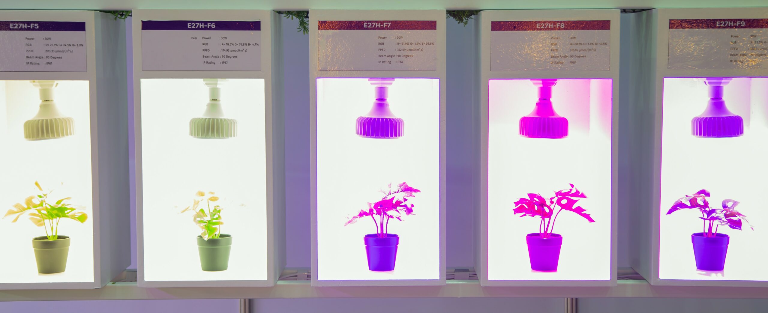 The influence of different light wavelengths on plant growth