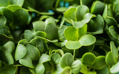 Sprouts and microgreens: crop potential and cultivation strategies