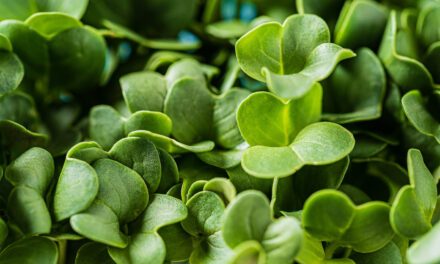 Sprouts and microgreens: crop potential and cultivation strategies