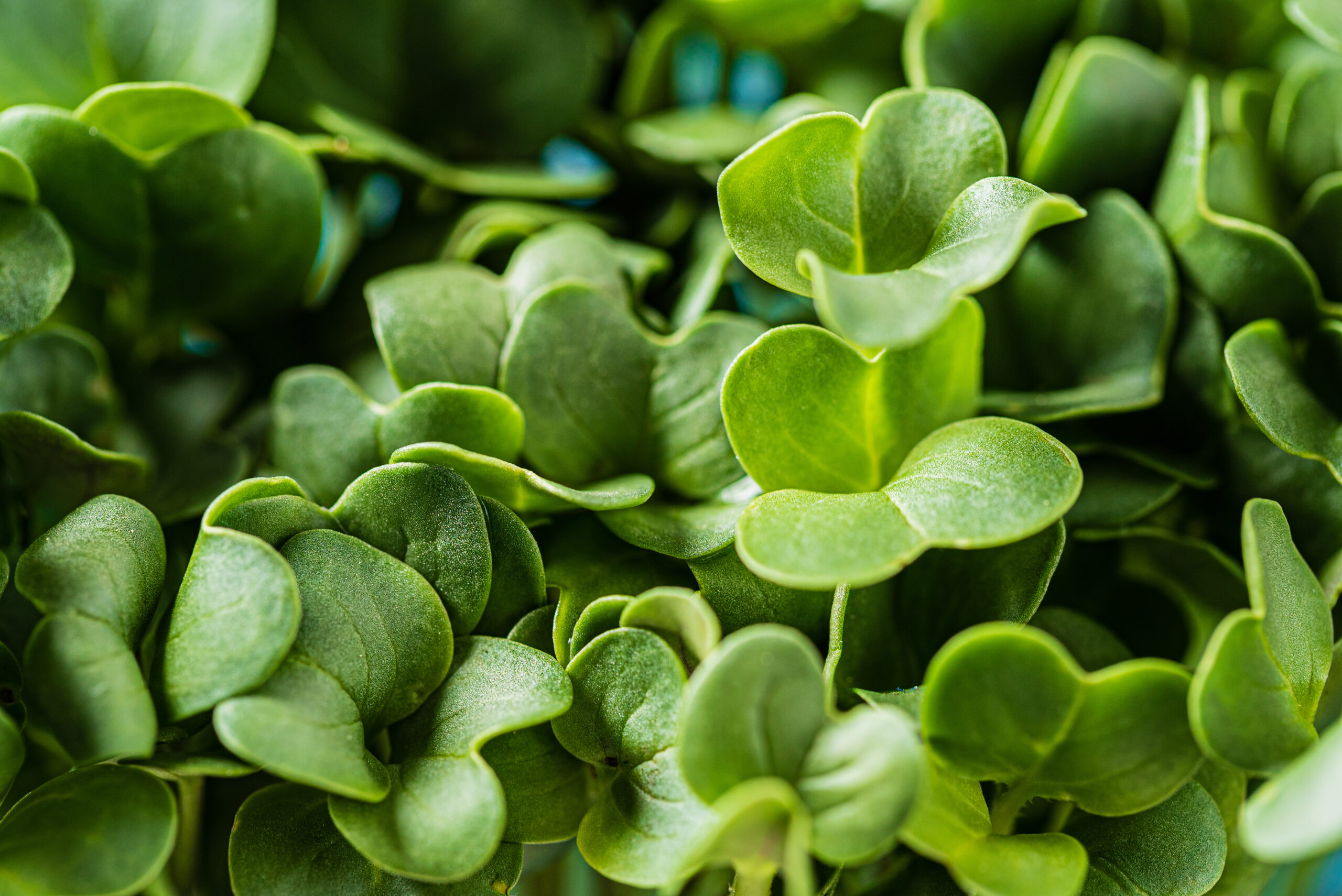 Sprouts and microgreens: crop potential and cultivation strategies