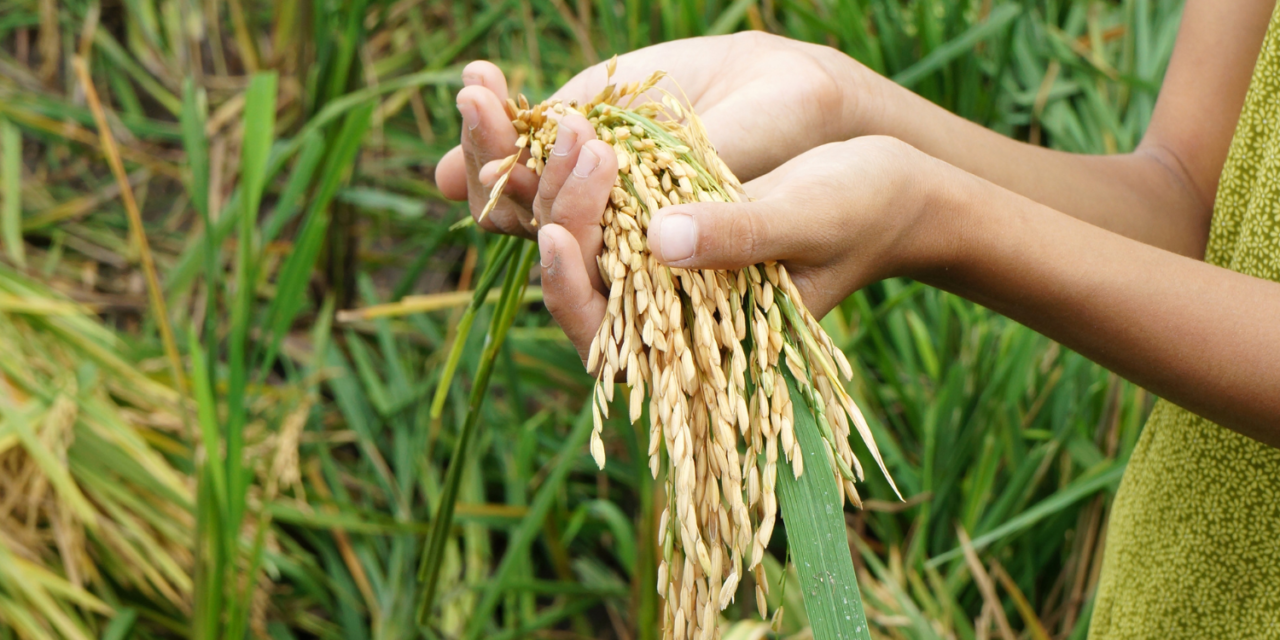 How can Vertical Farming Aid Food Security During a Global Food Crisis?