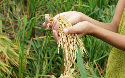 How can Vertical Farming Aid Food Security During a Global Food Crisis?